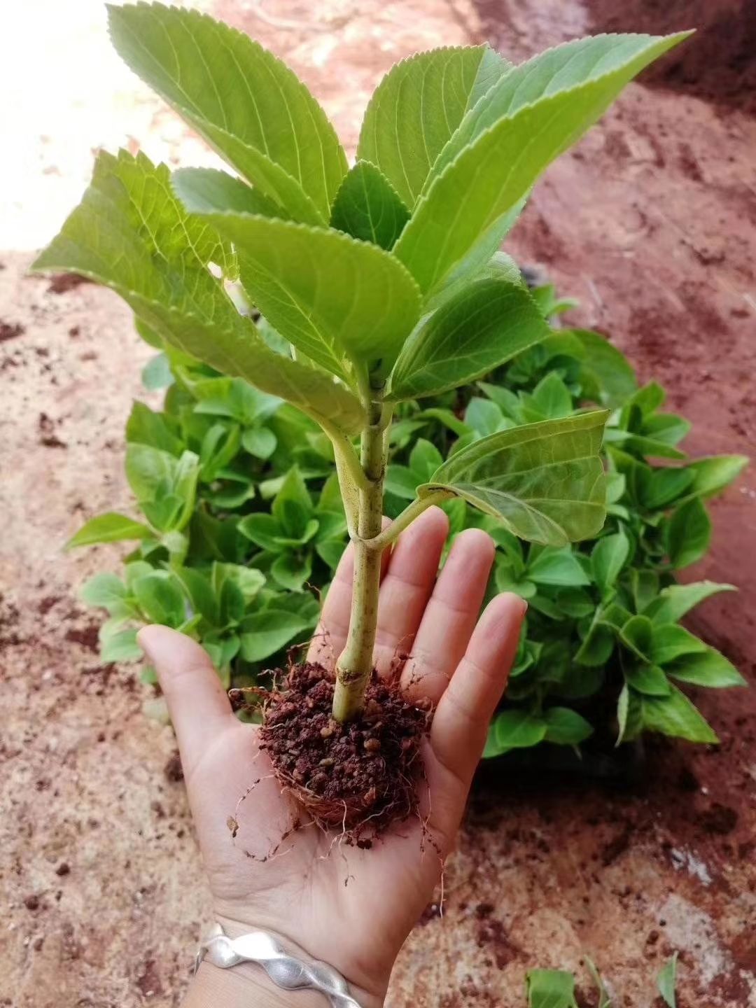 绣球小苗绣球花小苗无尽夏绣球苗八仙花苗