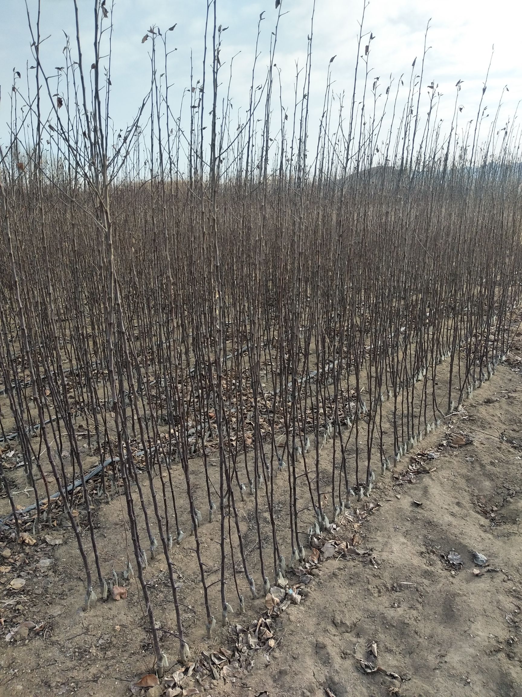 黑钻苹果树苗 黑砖苹果苗 墨黑苹果苗 黑砖苹果苗 德国墨黑苹果苗