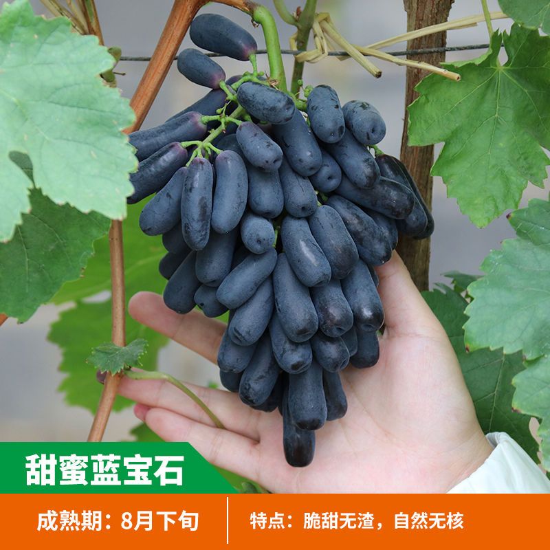 甜蜜蓝宝石葡萄苗四季巨峰盆栽地栽南北方种植爬藤果树苗当年结