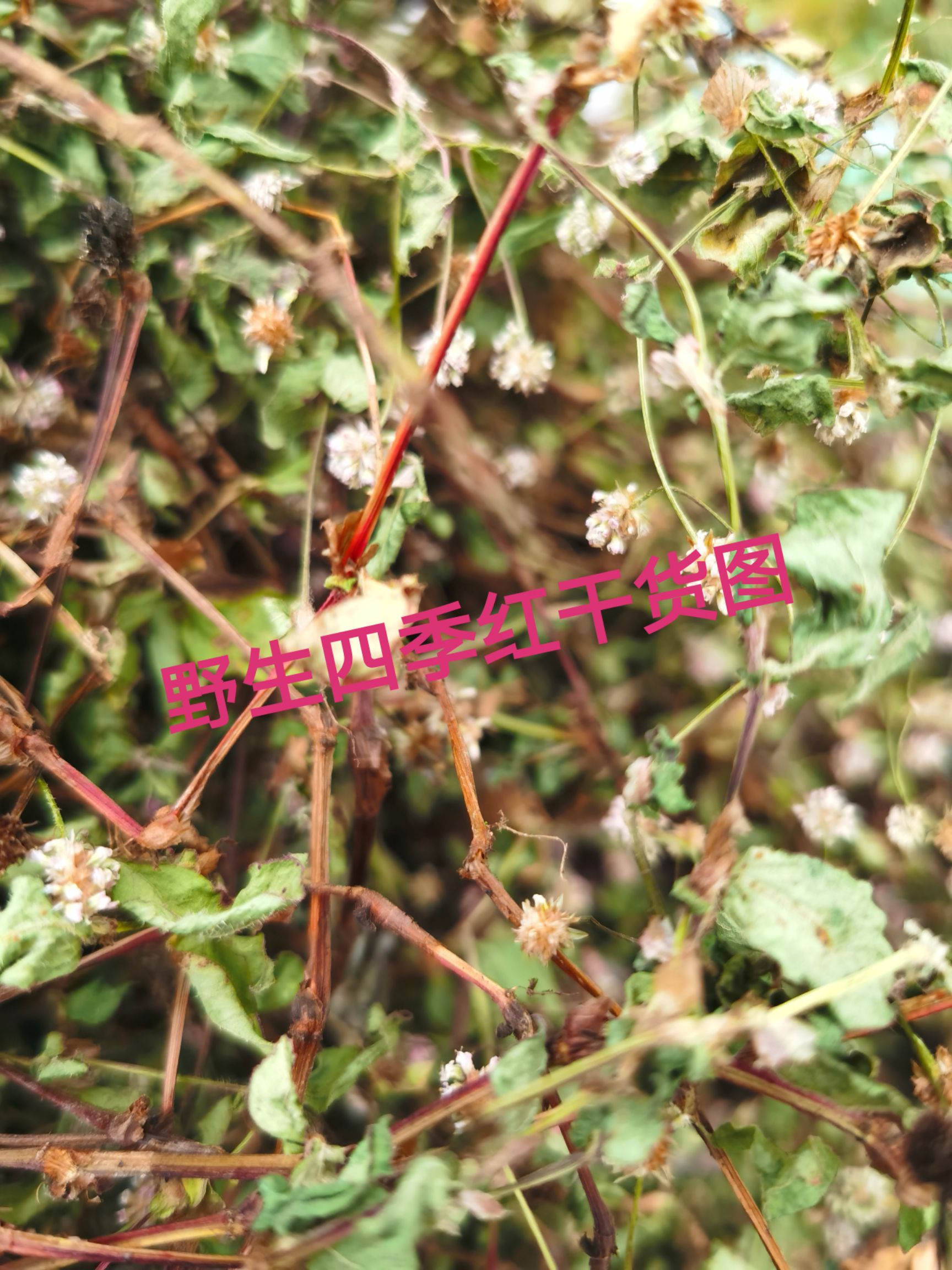 水蓼*生养生中草药材头花蓼四季红