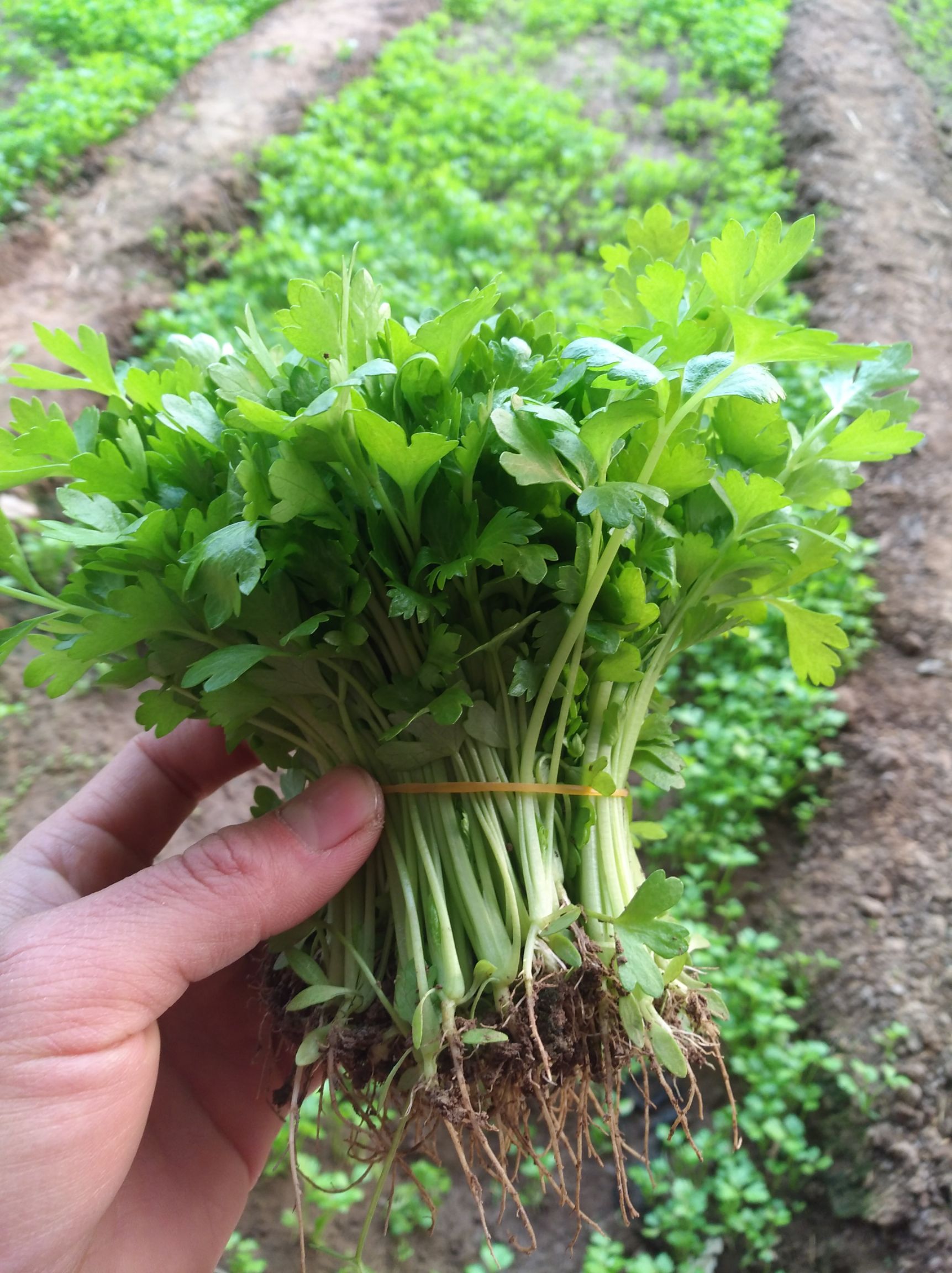 法国皇后芹菜苗西芹.保证成活率.当天发货