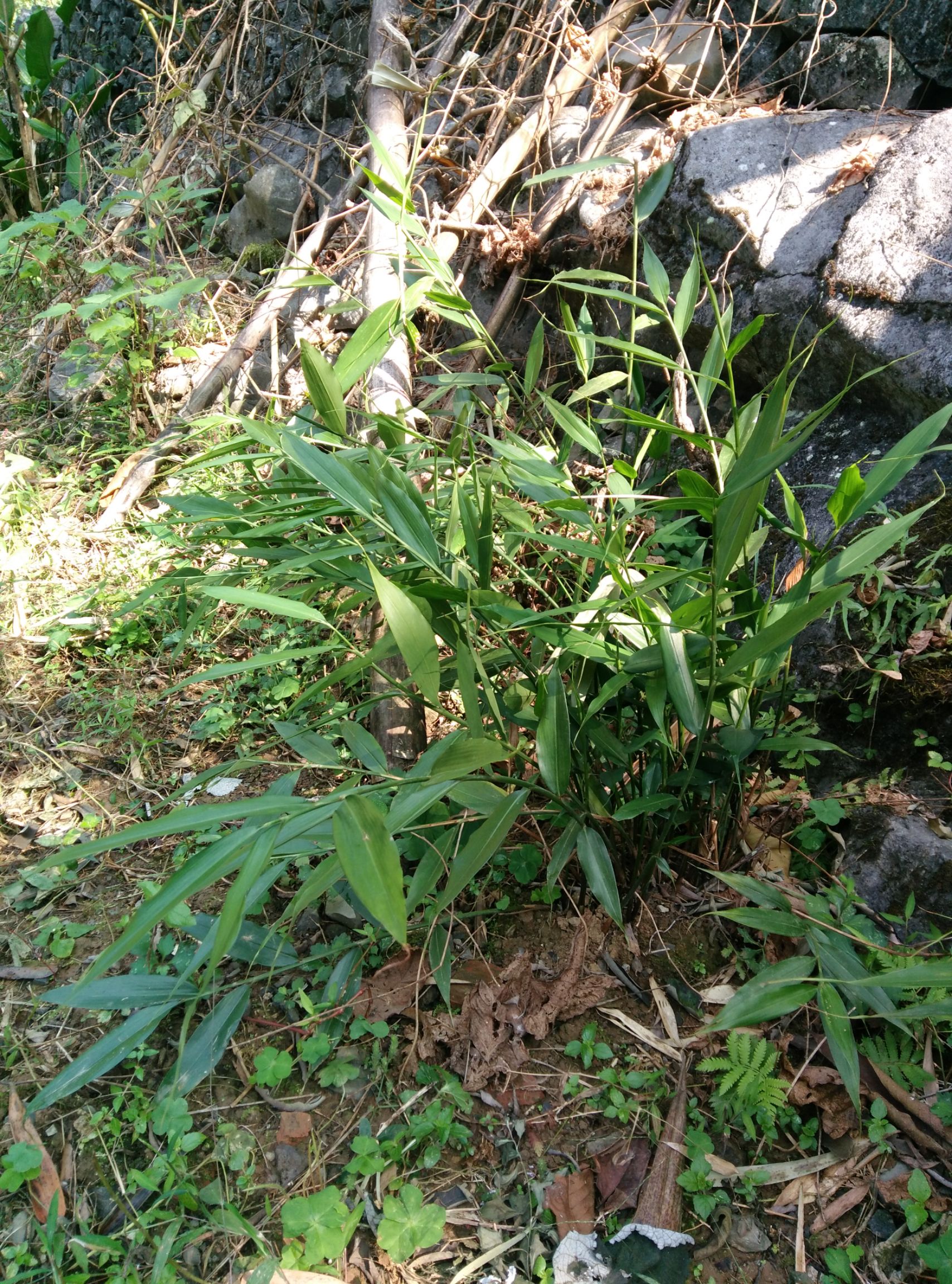 广西大山新鲜正宗生姜生山姜香姜兴茶茶姜姜茶