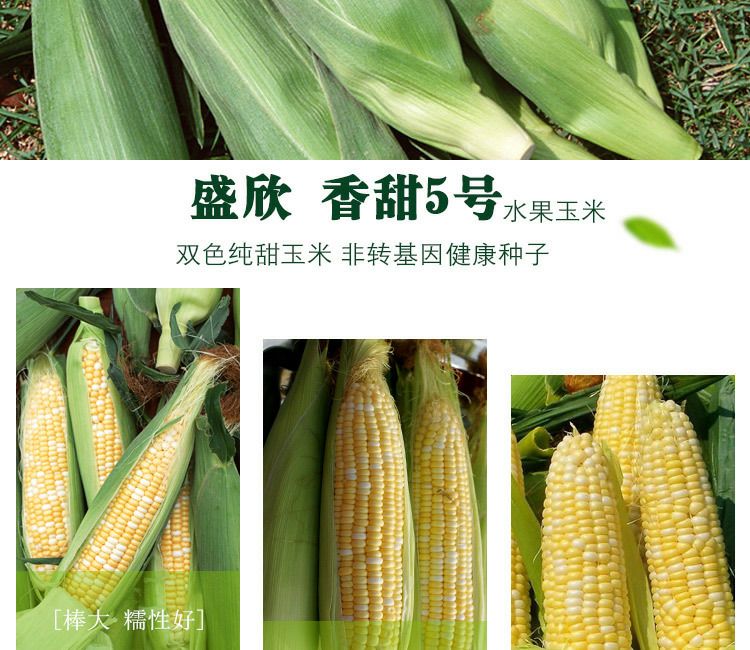 香甜5号早熟超甜双色水果玉米种子甜粘糯玉米种高产