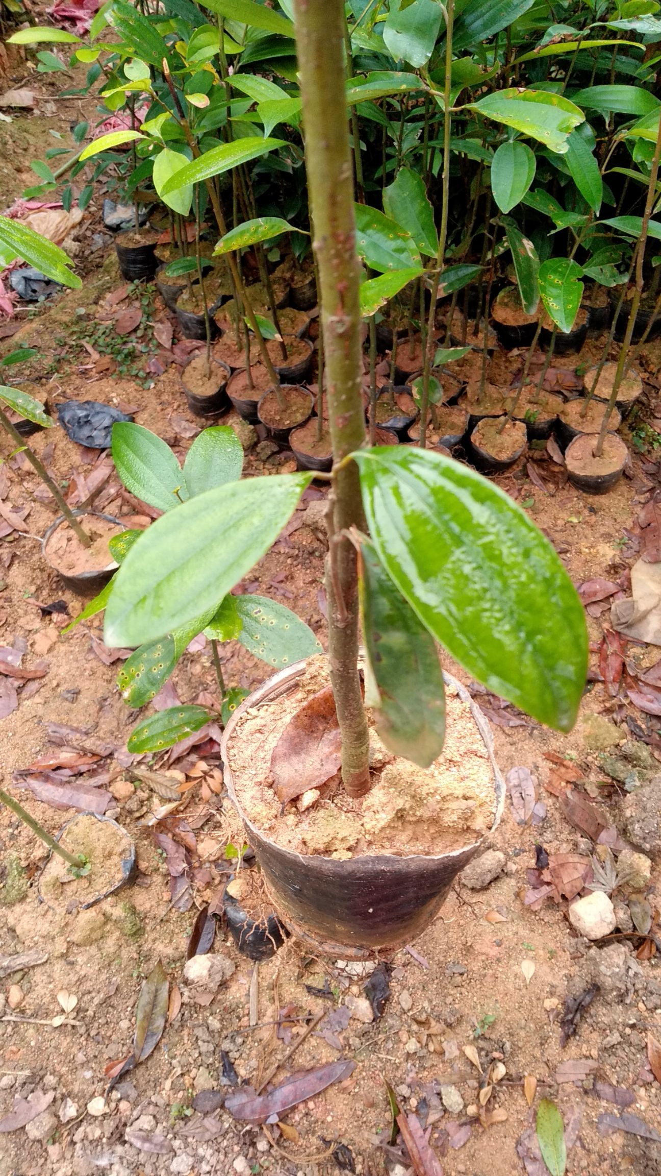 肉桂苗 新鲜根多粗壮
