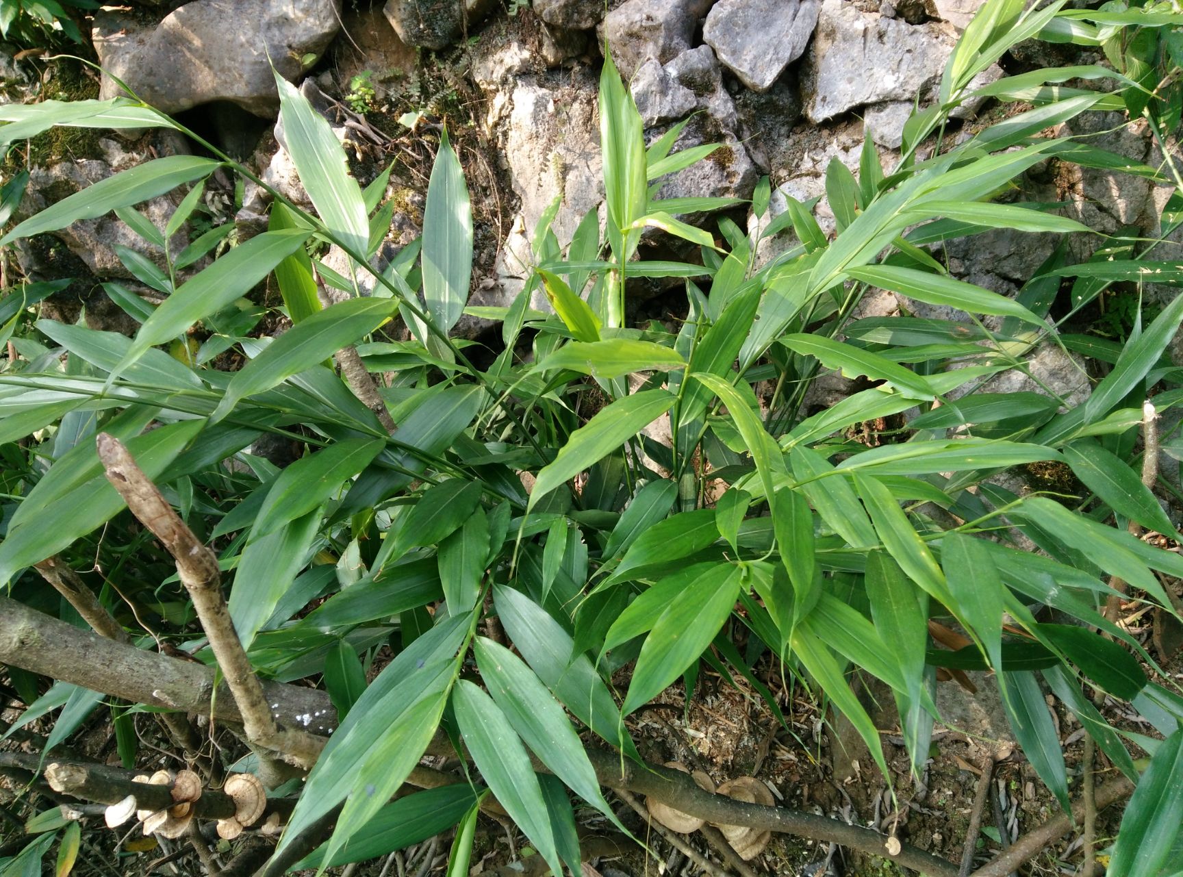 广西大山新鲜正宗生姜生山姜香姜兴茶茶姜姜茶