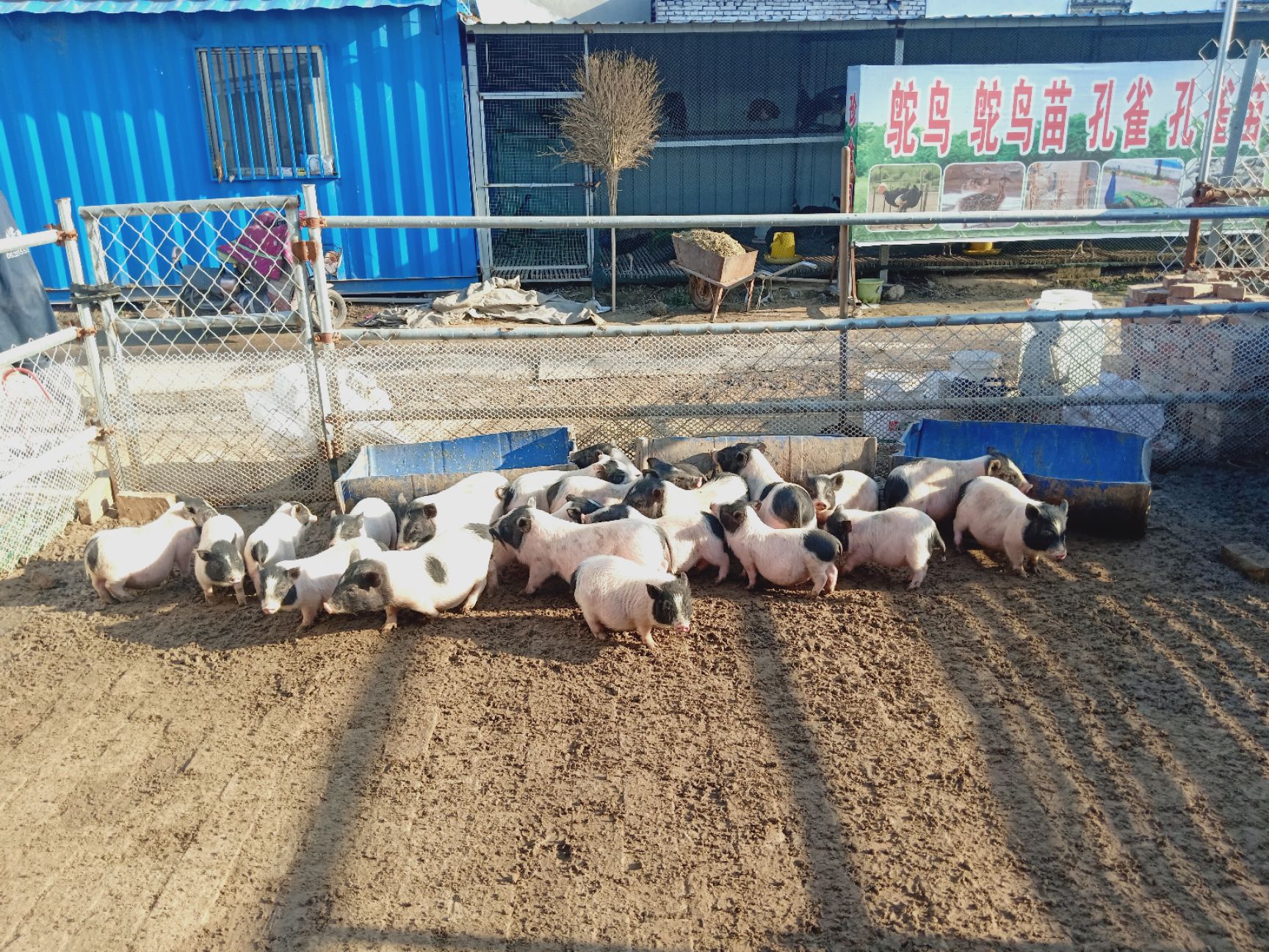 陆川猪便宜出售,吧马香猪便宜出售