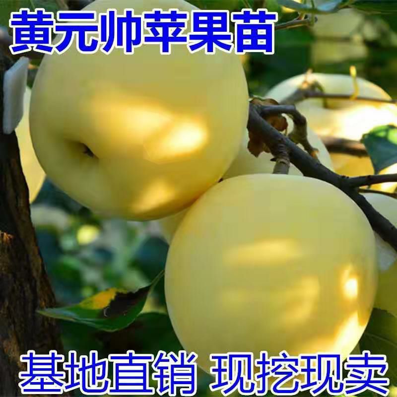 元帅系苹果苗 黄元帅苹果苗,适合南北方种植,基地直销三包发货.