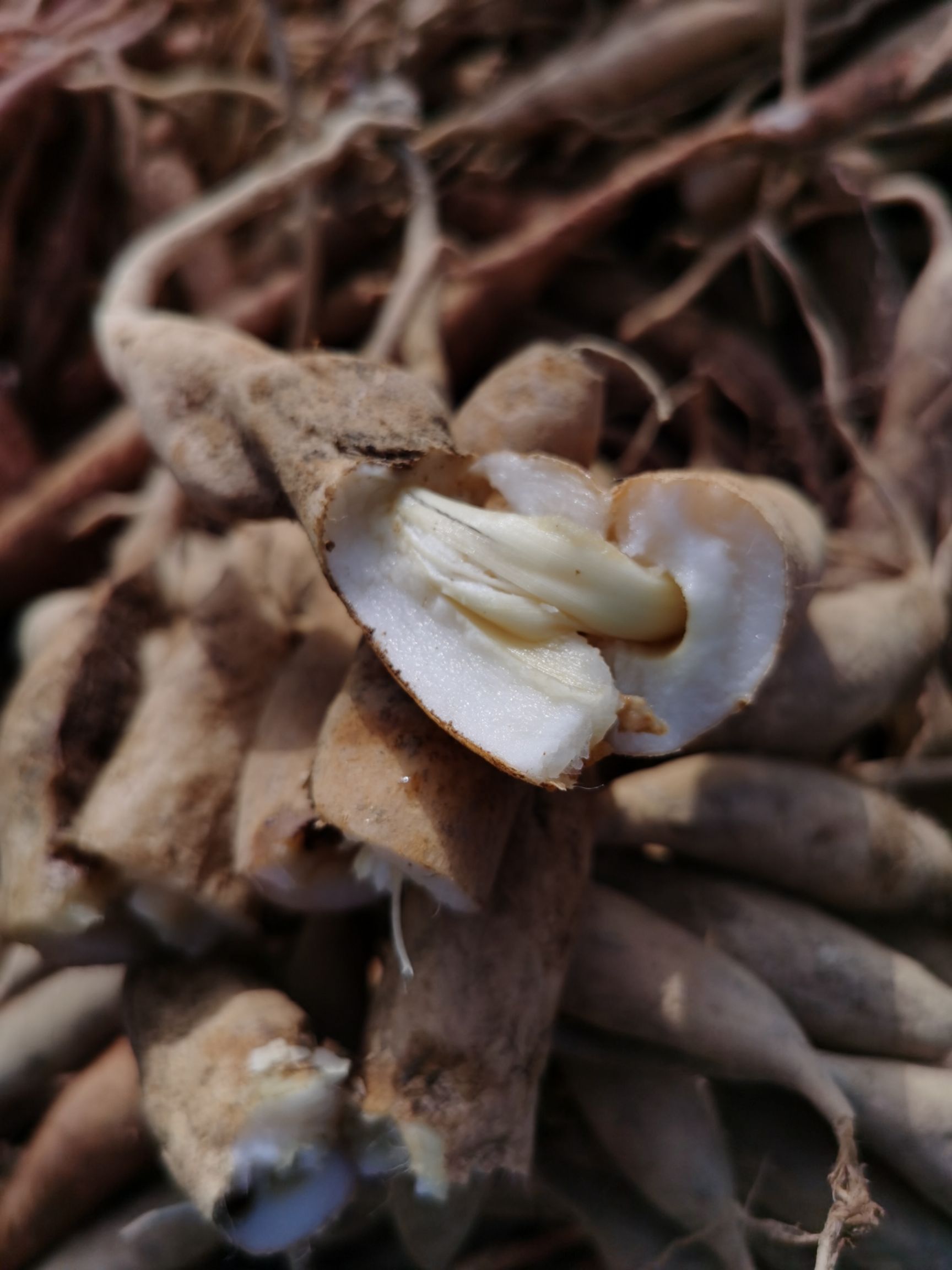 新鲜百部儿多母苦生鲜货百部草百条根闹虱玉箫