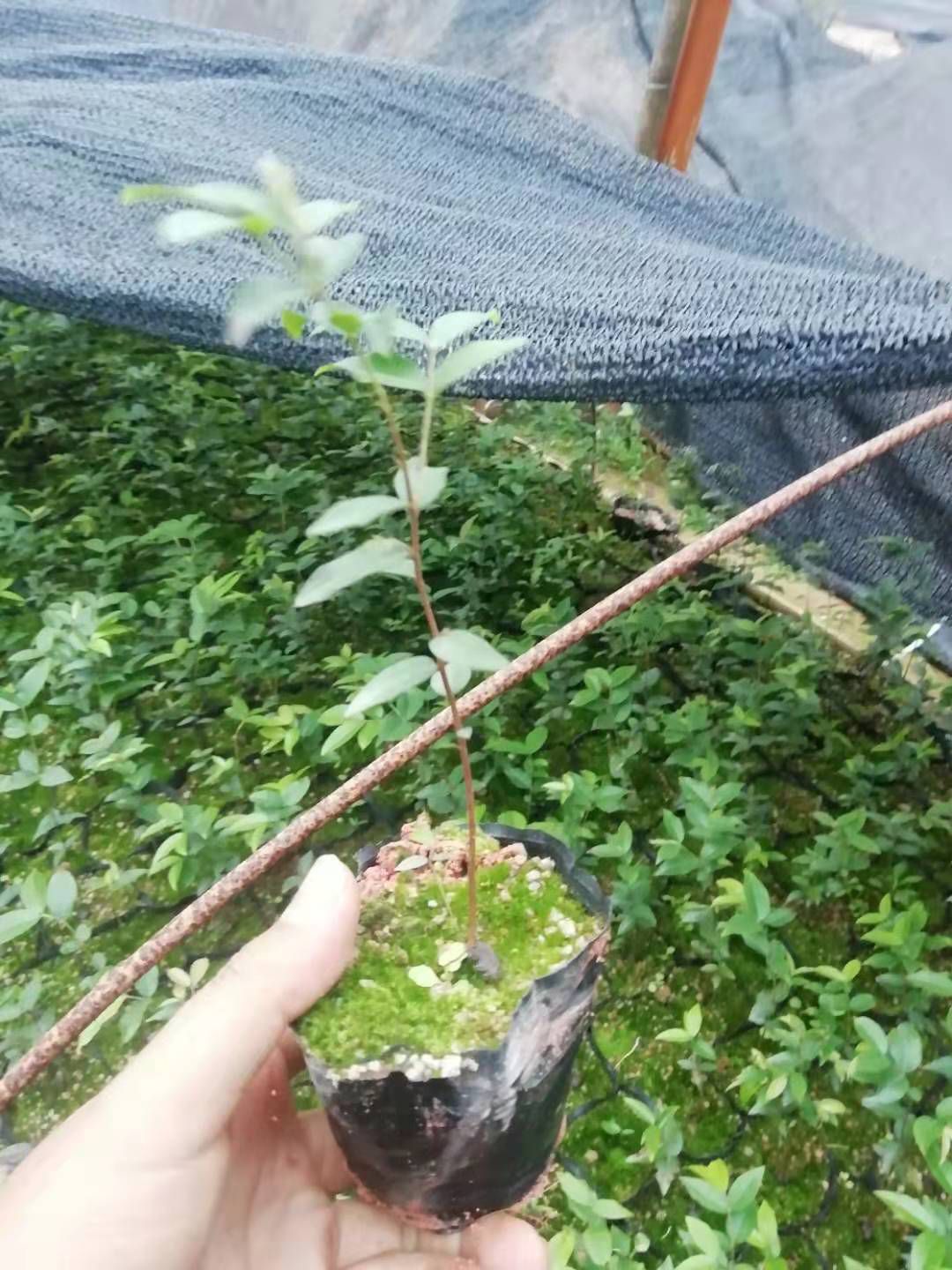嘉宝果苗 四季嘉宝果树苗