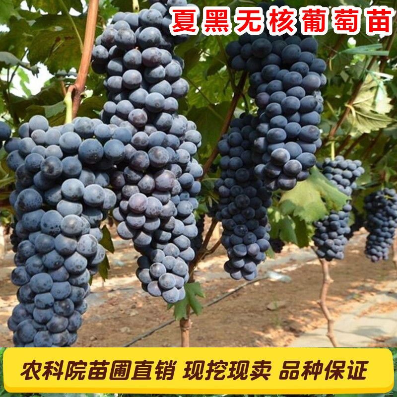 山东临沂平邑县 夏黑葡萄苗,现挖苗,包邮,包成活