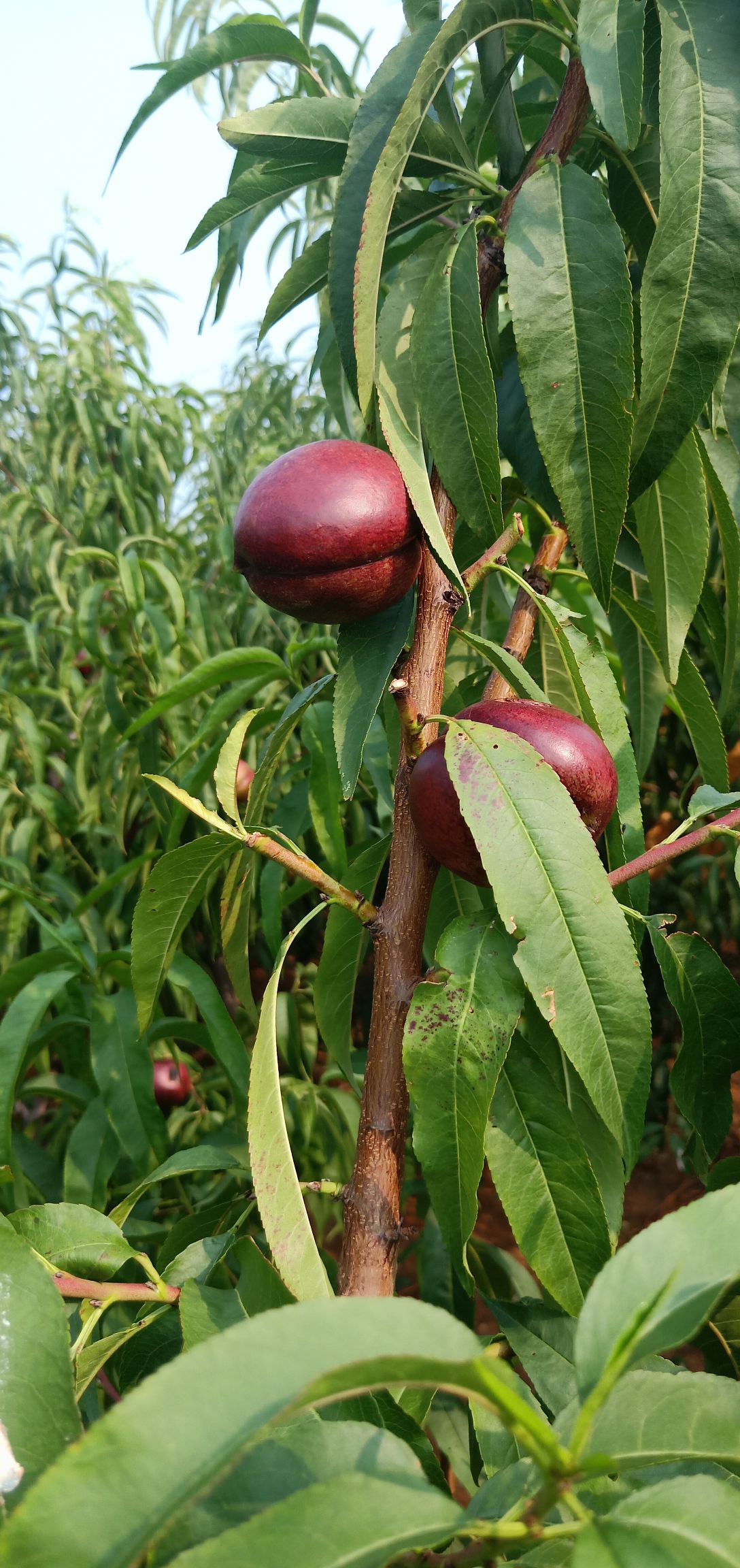 油潘桃树苗