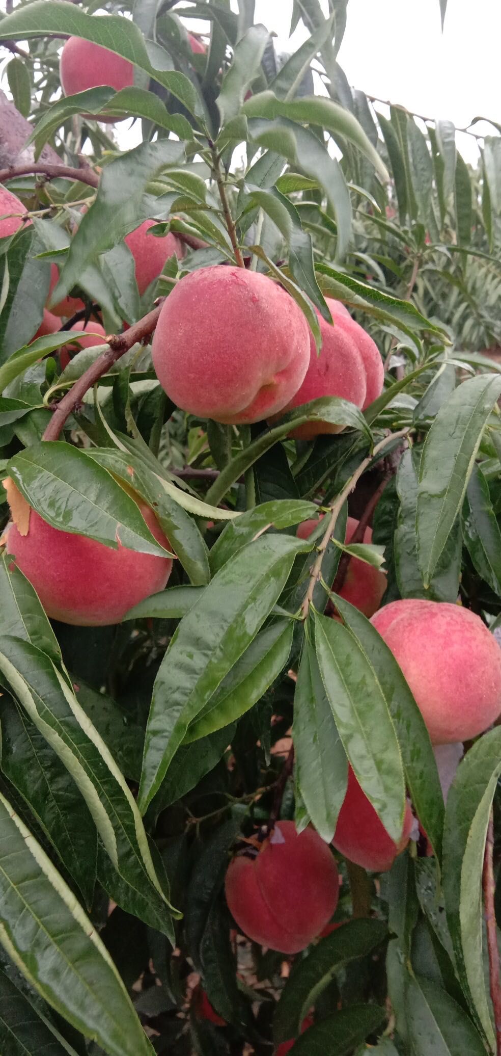 帅师香桃苗产量高果子大脆甜可口国庆节成熟南北方可种植