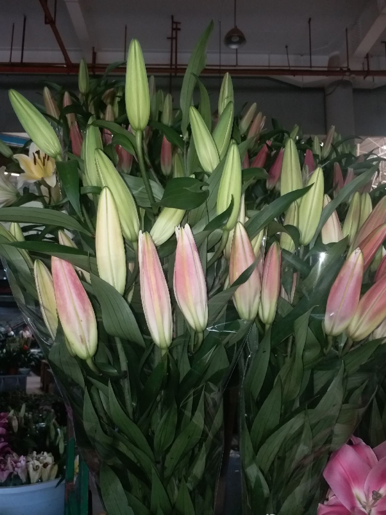 百合花 索尔邦,梯伯,罗宾,三头粉色,品质保证昆明基地直采,快递包邮