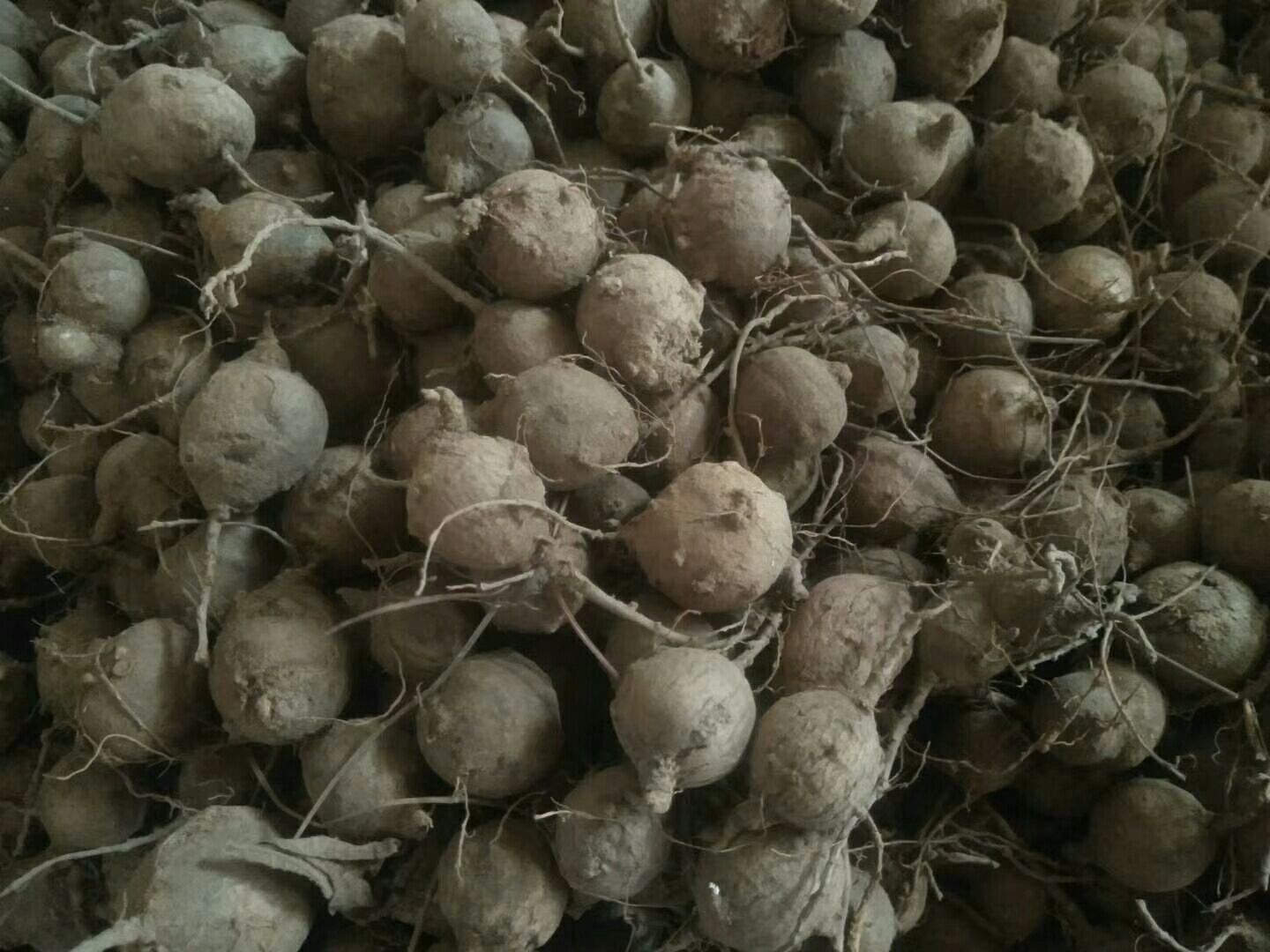 牛大力 鸡头薯*生干货,水洗净