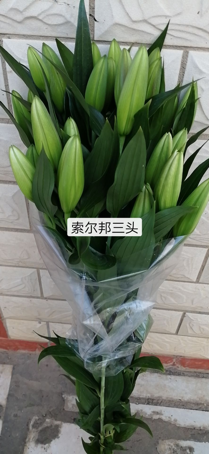 百合花 索尔邦,梯伯,罗宾,三头粉色,品质保证昆明基地直采,快递包邮
