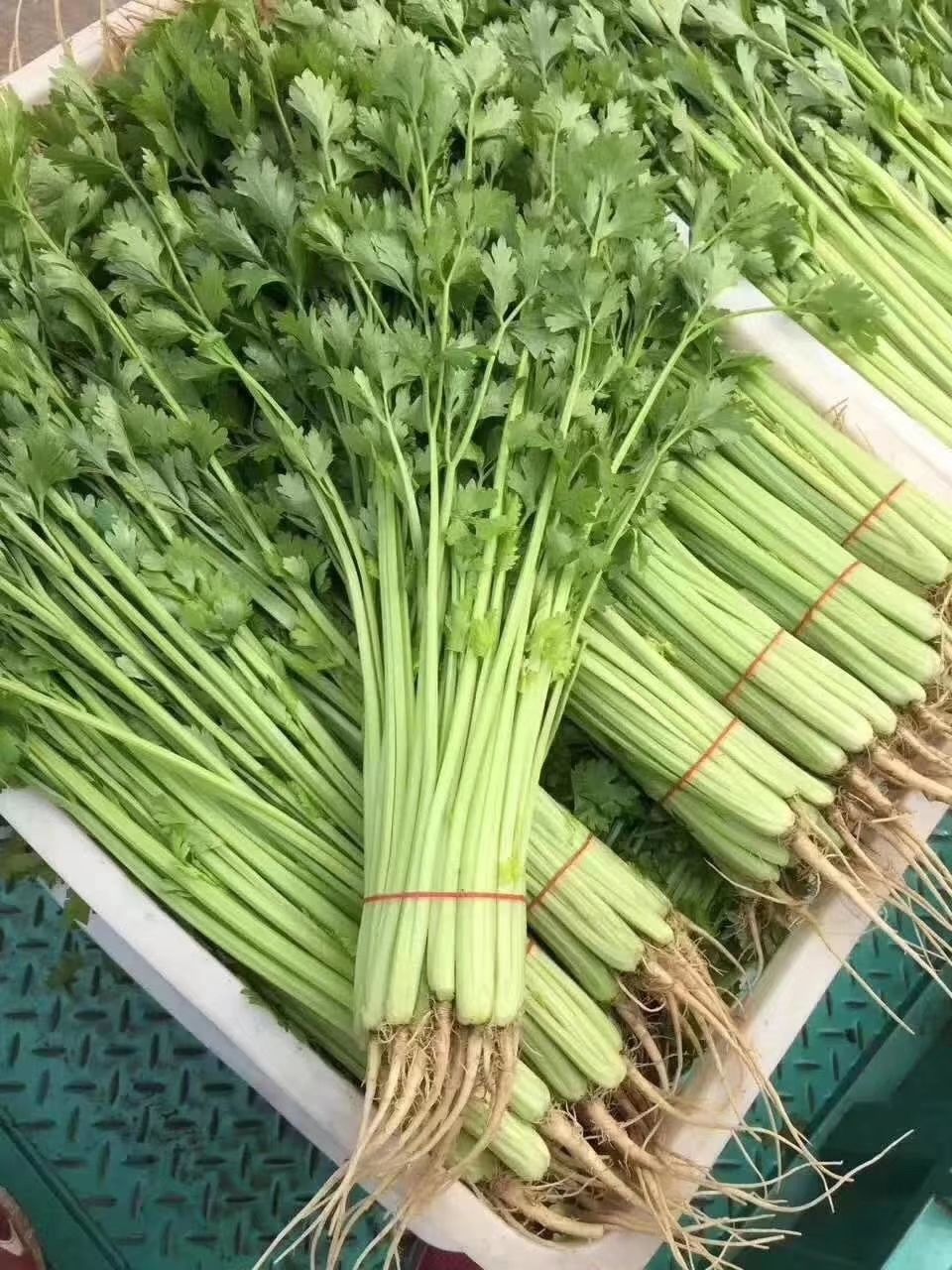 详情 四季小香芹种子 产品特性: 该品种是我公司所培育出的密植小芹菜