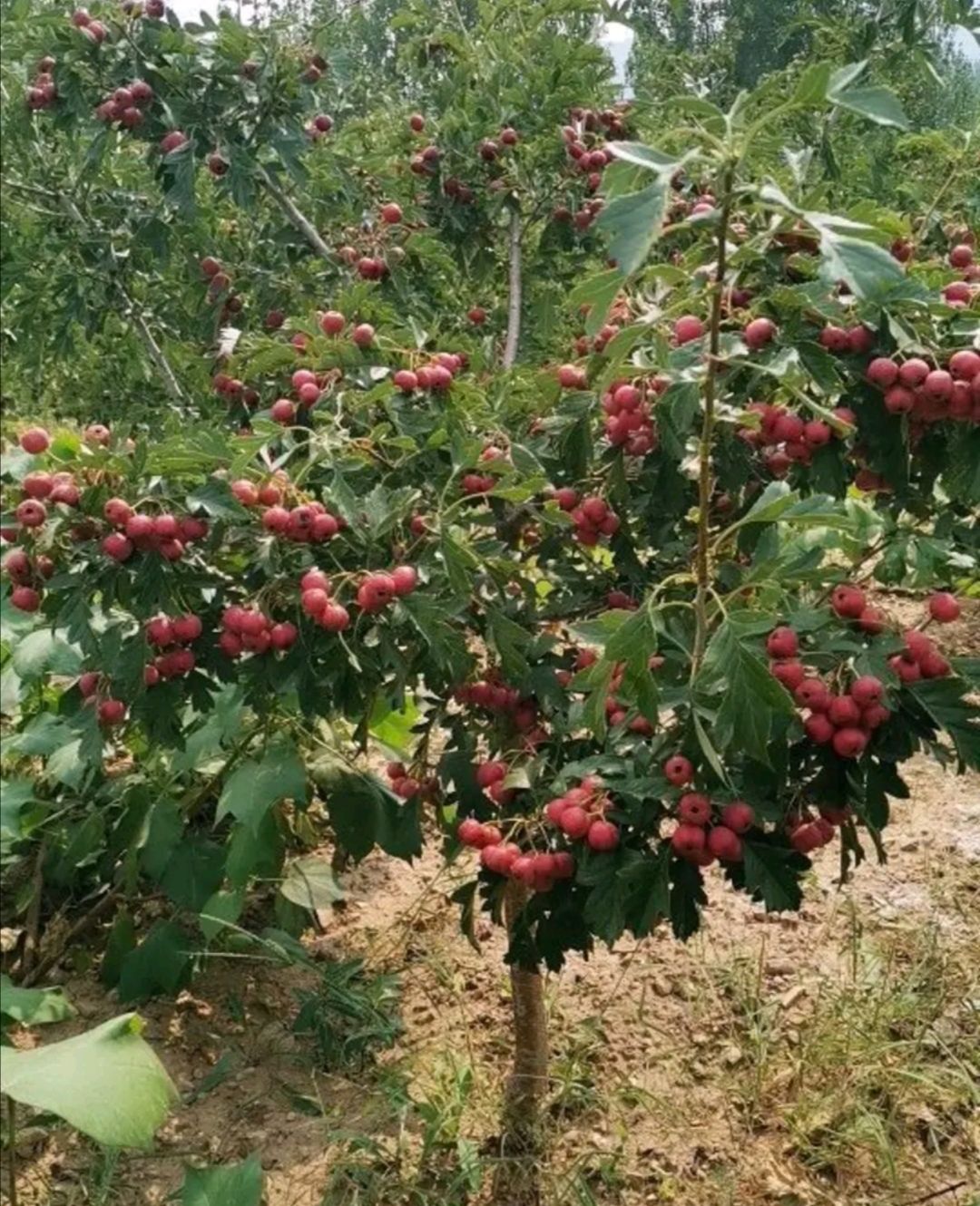 优选 嫁接甜红子山楂树苗甜红子山楂苗当年结果基地直销现挖现发