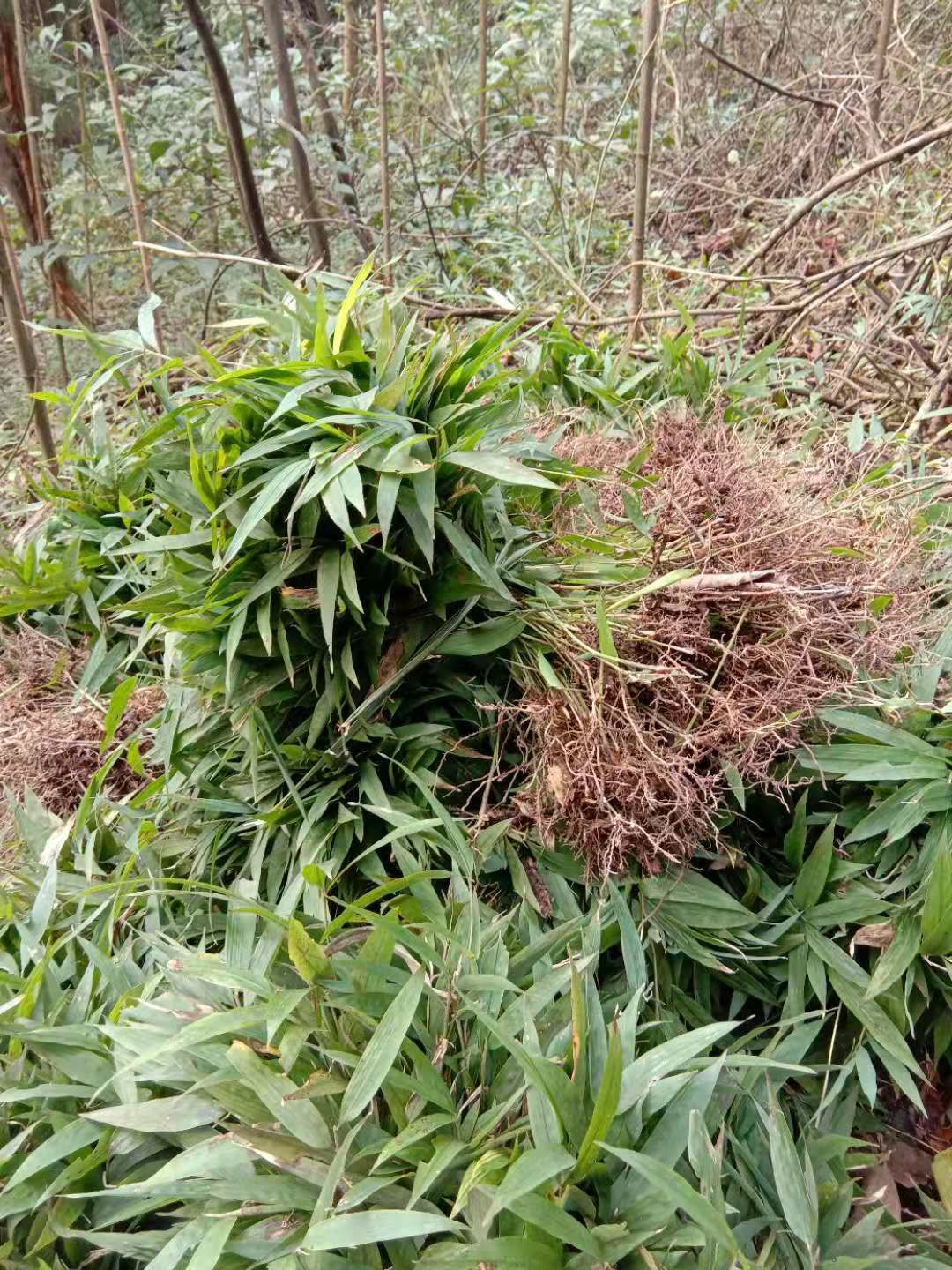 刺竹苗 