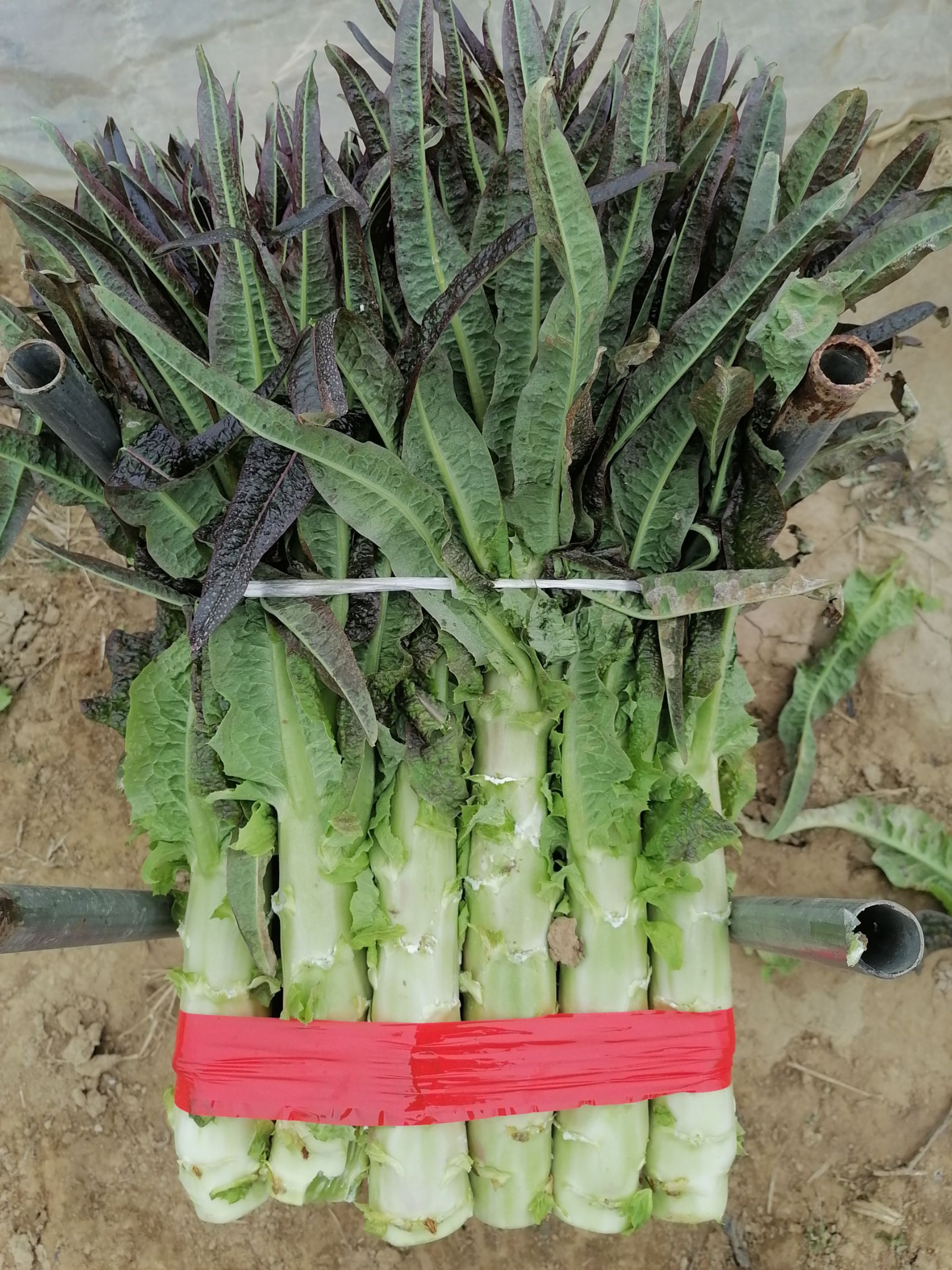 大棚精品红叶莴笋