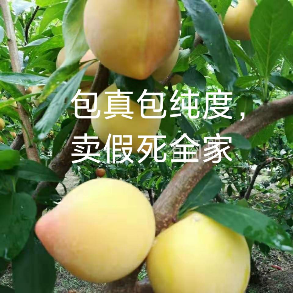 美人醉李子树苗 蜂糖李树苗,包纯度要求几年苗的另寻它家诚信保证