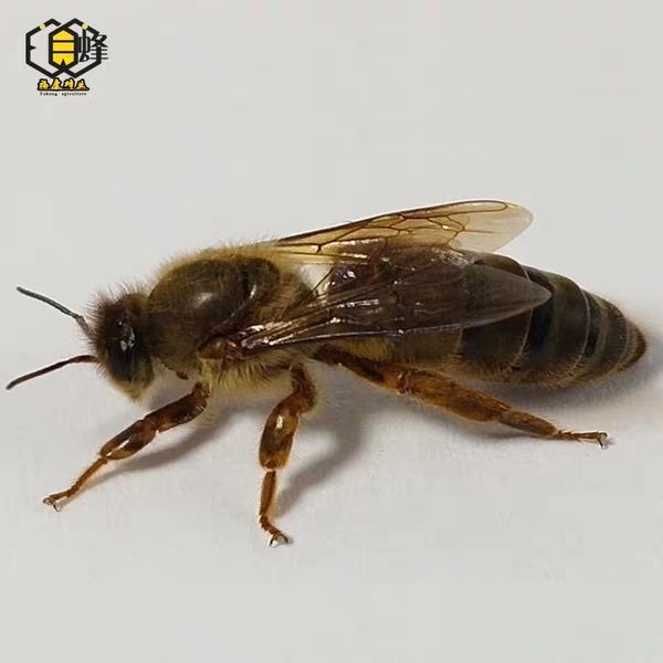 品种名:阿坝中蜂王 品种名:阿坝中蜂王 类型:蜂王