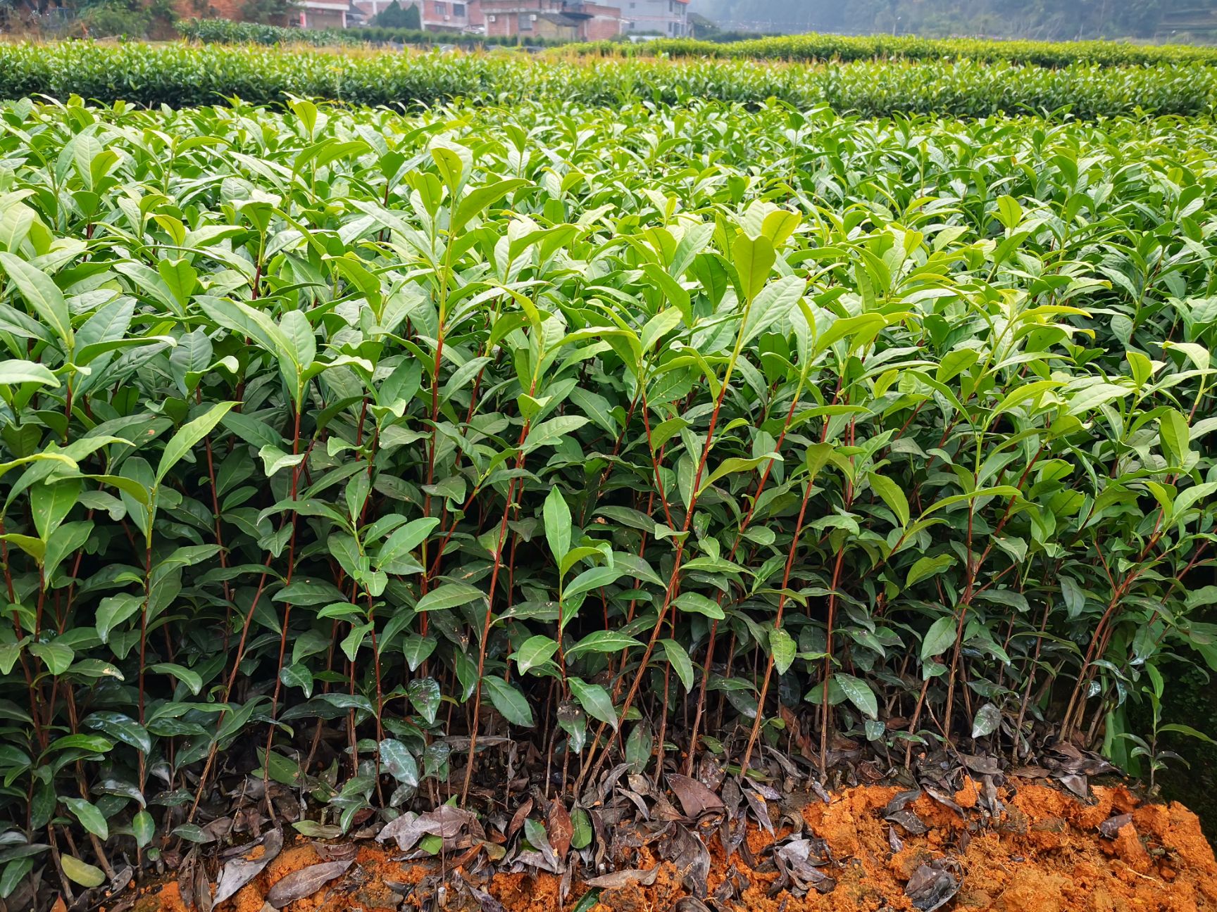 黄观音茶树苗批量供应福安茶苗