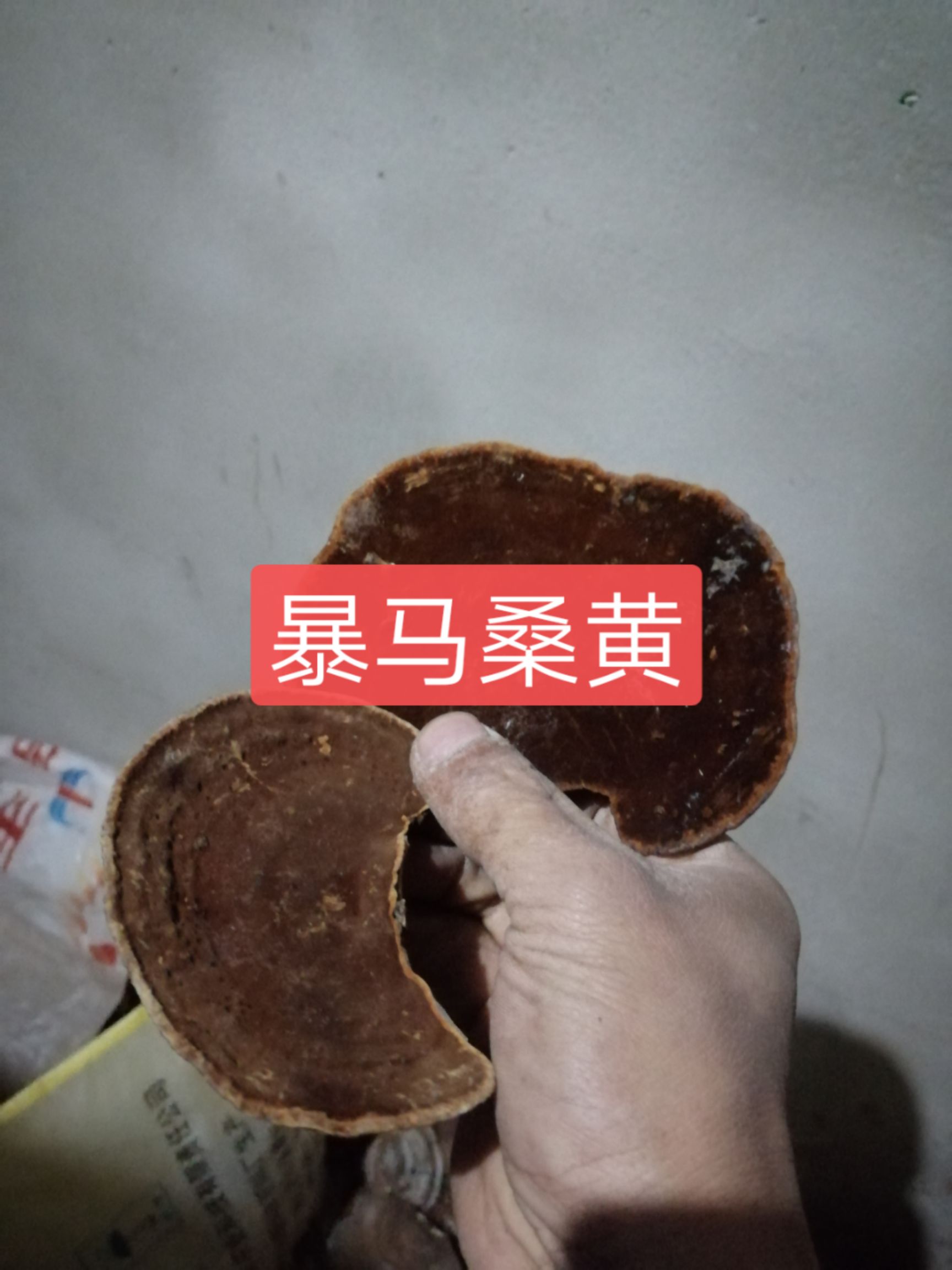 [桑黄批发]桑黄 正宗农户采摘紫油黄价格80元/斤