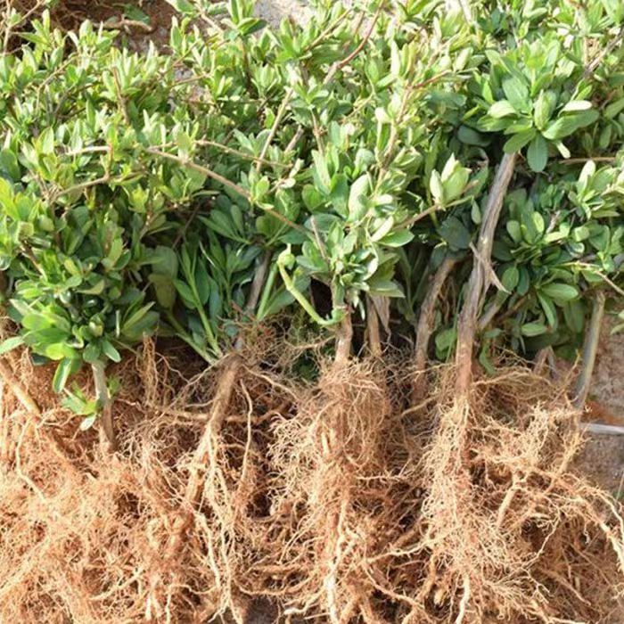 优质新品种金银花苗 北花一号 基地直发 现挖现卖 包成活