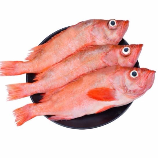 新鲜红石斑鱼 海鱼富贵鱼 大眼鱼 深海海鲜 码头直发 一件代