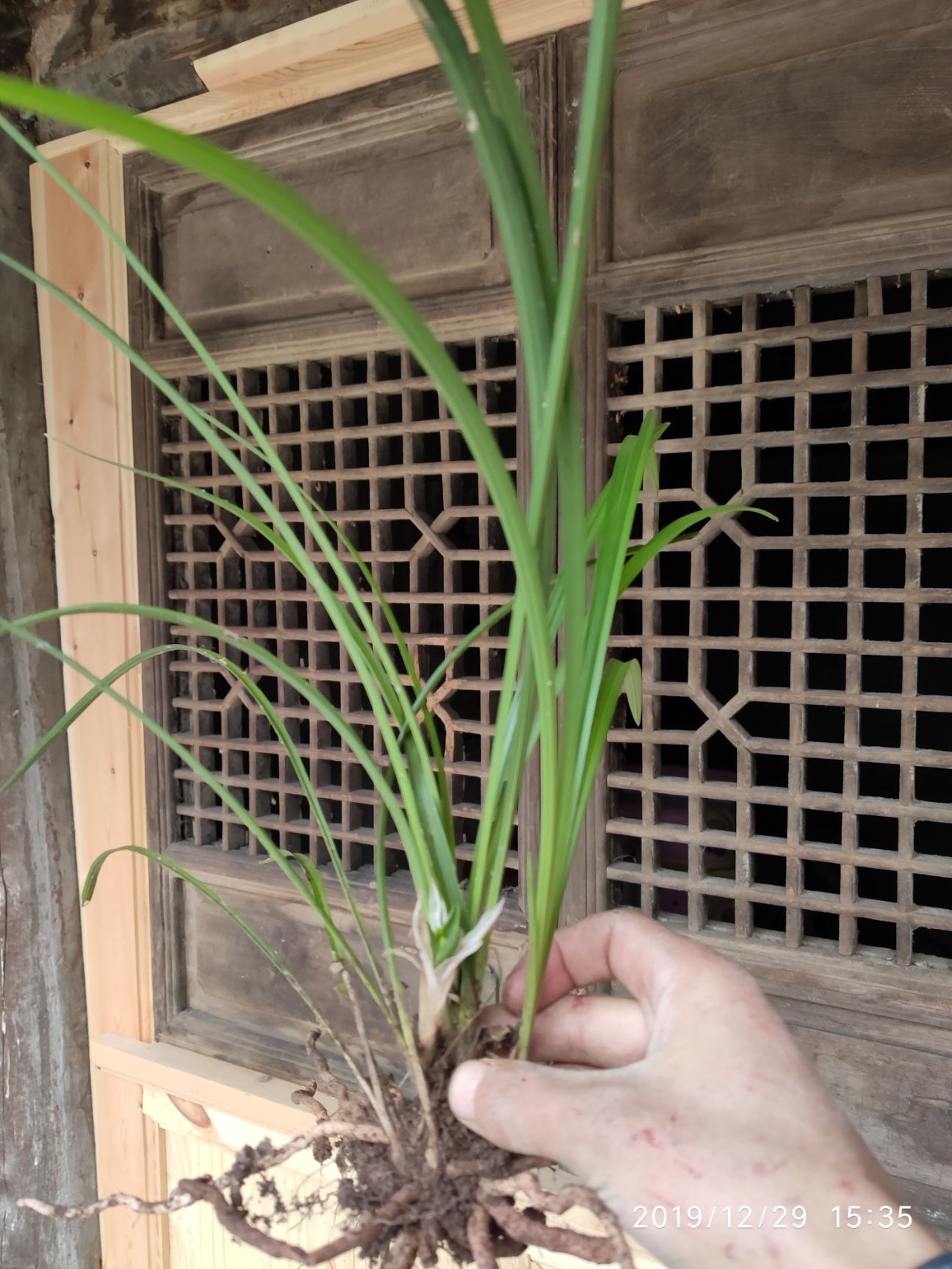 自己大山挖的豆瓣兰 豆瓣兰花瓣厚,深绿,花型不错 盆