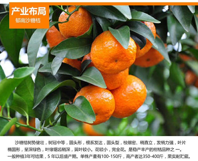 沙糖桔 广东郁南砂糖橘供应,正宗原产地非广西