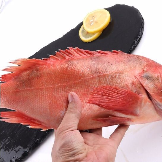 新鲜红石斑鱼 海鱼富贵鱼 大眼鱼 深海海鲜 一件代发