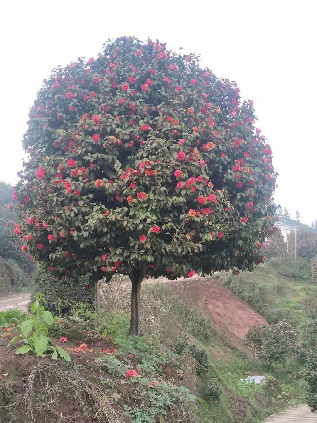 贵州茶花价格_贵州茶花行情_贵州茶花批发价格查询