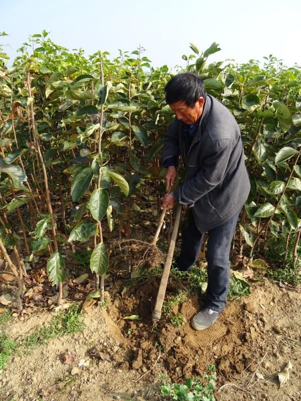 日本甜柿子苗 日本红甜柿子苗 脆甜柿子苗甜柿子苗 基地直销品质保证