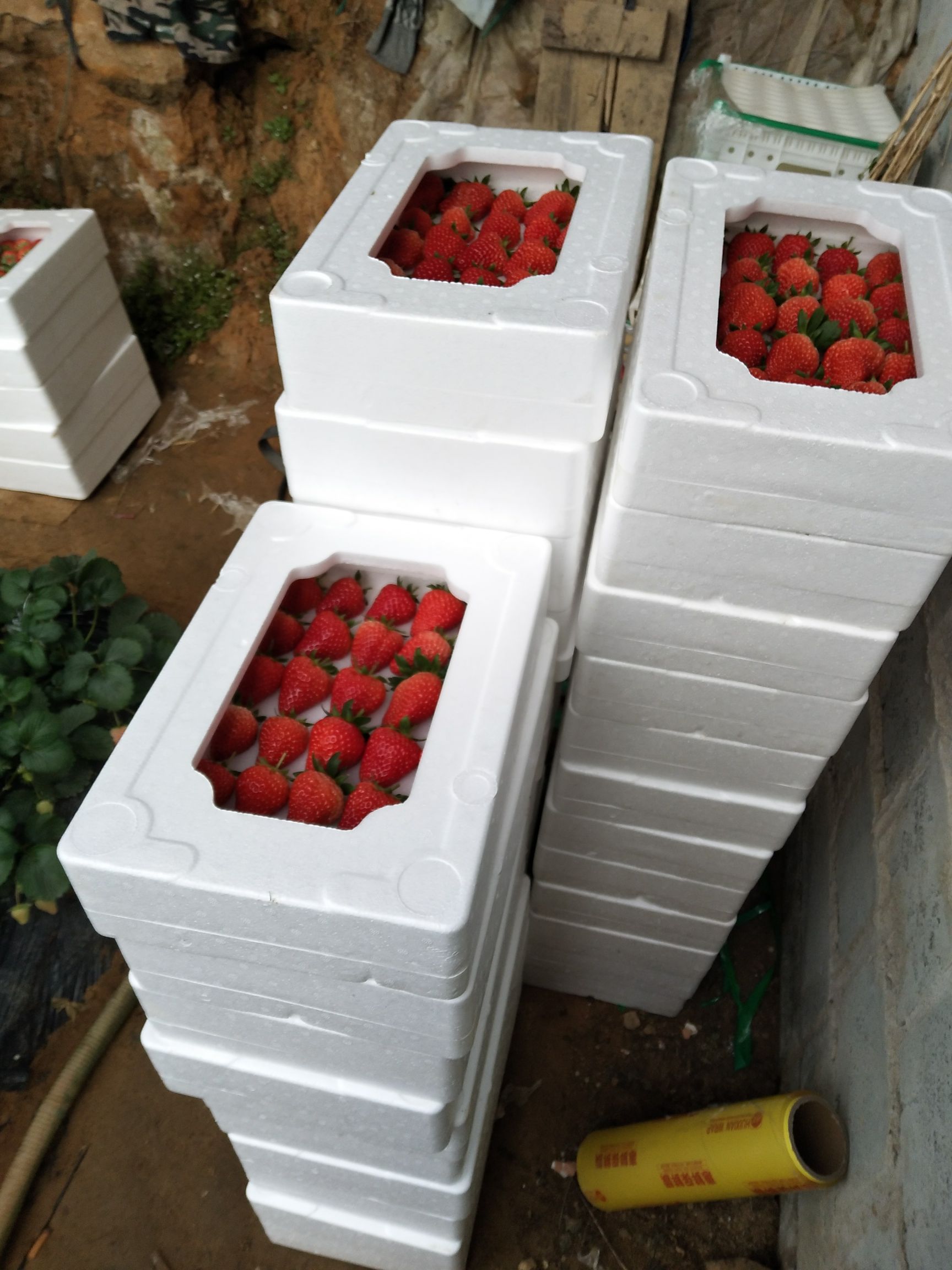 丹东九九草莓,绿色无公害草莓