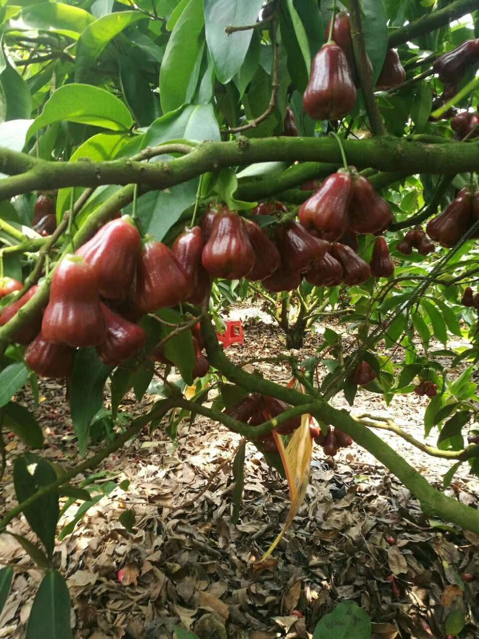 黑金刚莲雾 自家种水果.感谢大家订购.