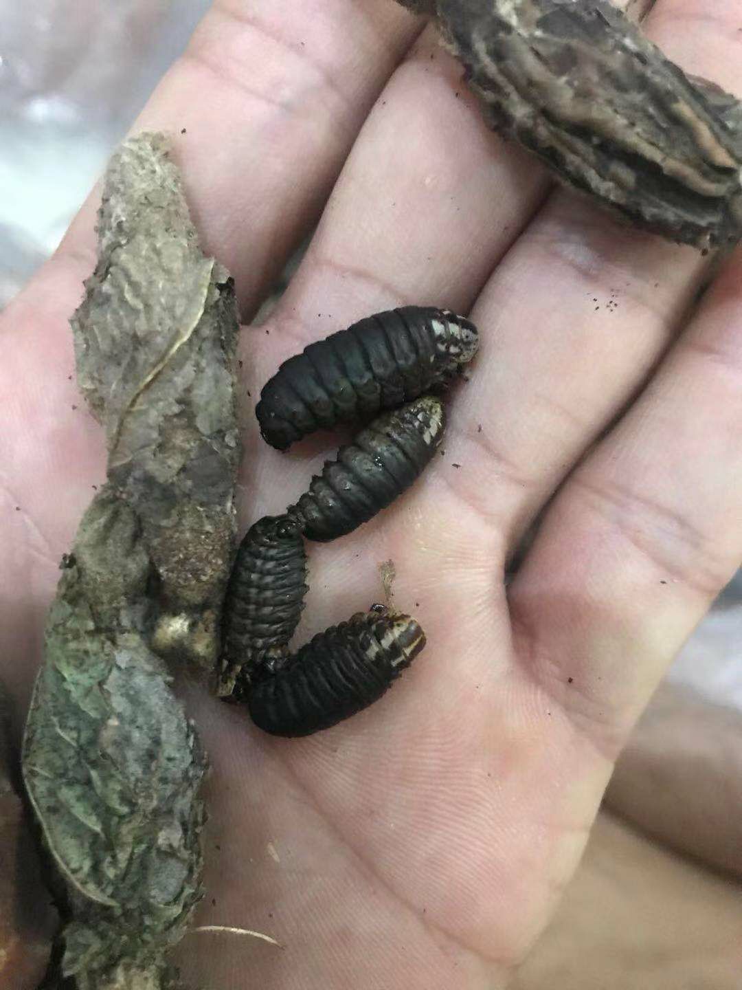 柴虫 活体皮虫