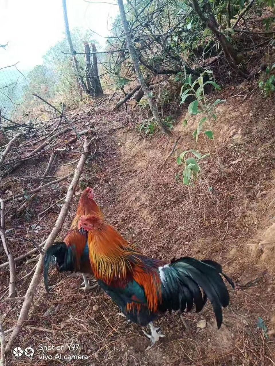 大山放养土线鸡