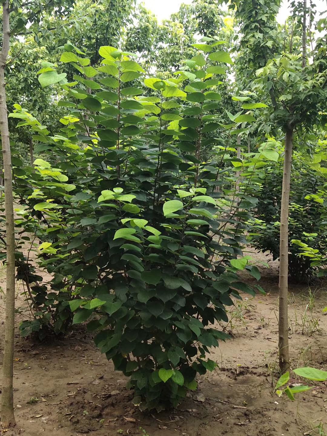 丛生紫荆
