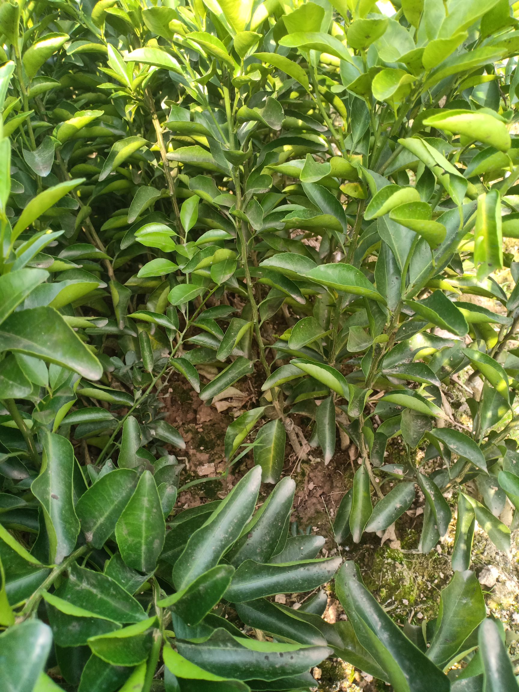 青皮蜜桔苗 青皮蜜橘