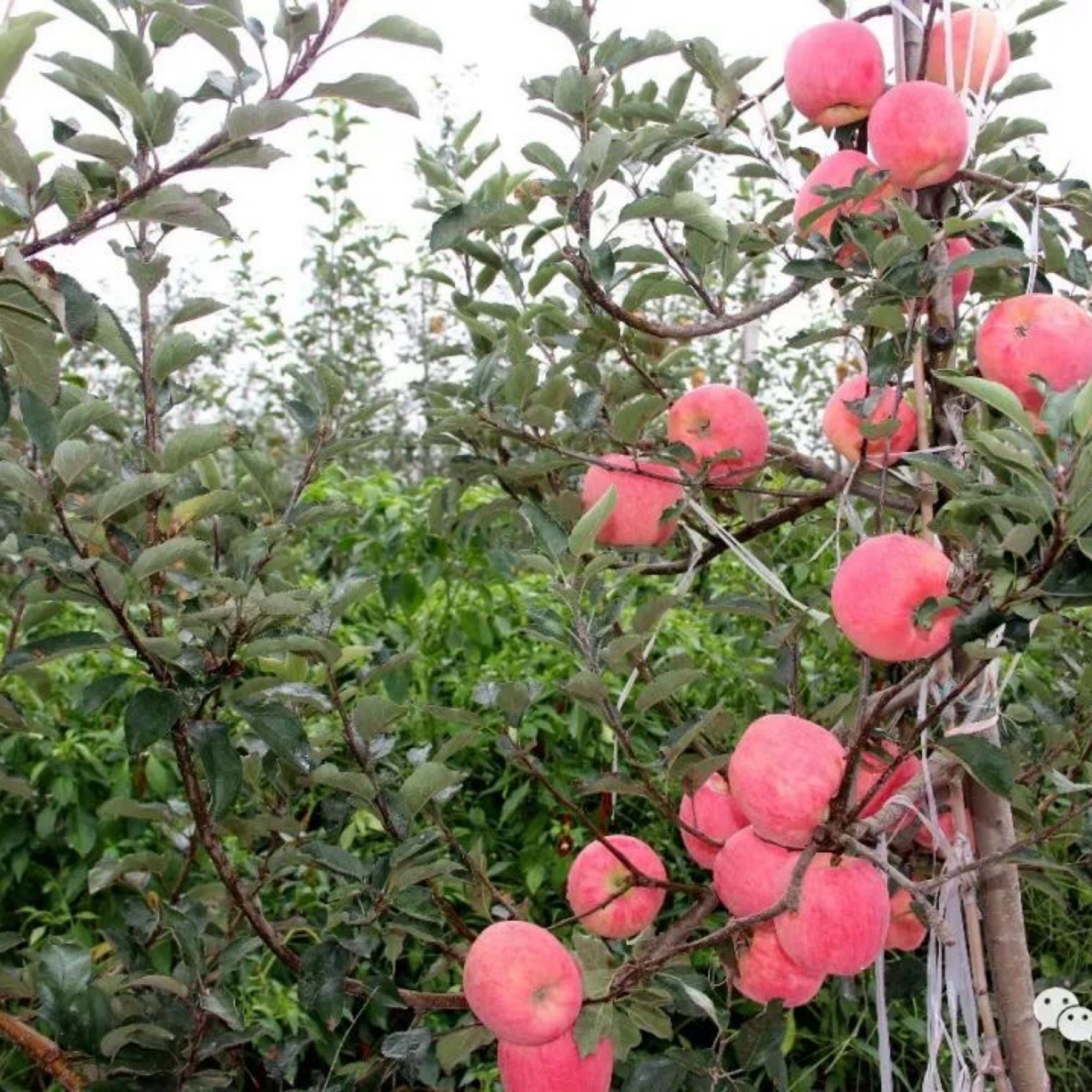 秦脆苹果树苗秦脆苹果苗基地直销品种纯正质量保证保成活率提供技术