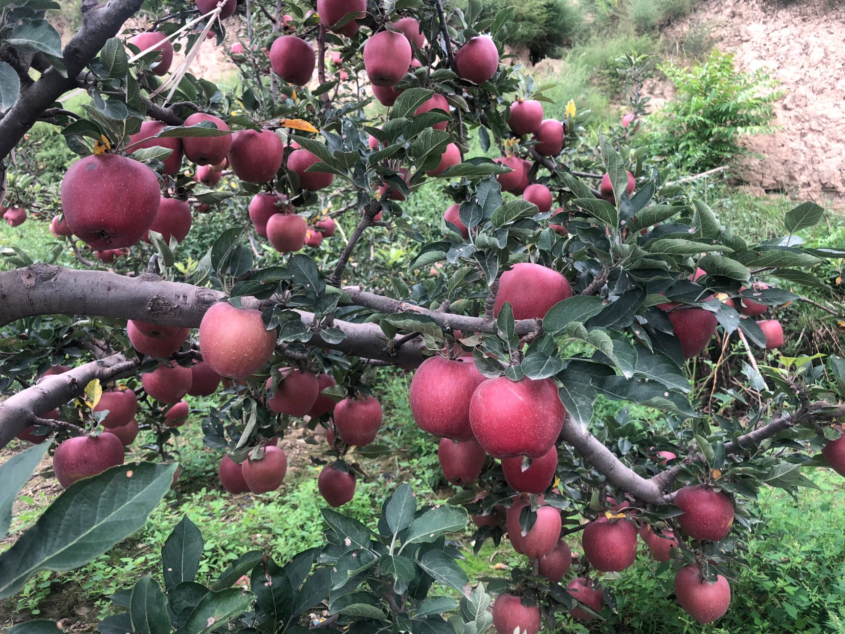 甘肃花牛苹果新鲜面粉苹果产地直供