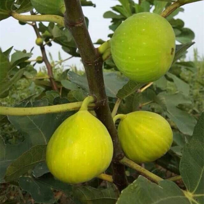 金傲芬无花果树苗适合南北方种植量大优惠包邮自产自销