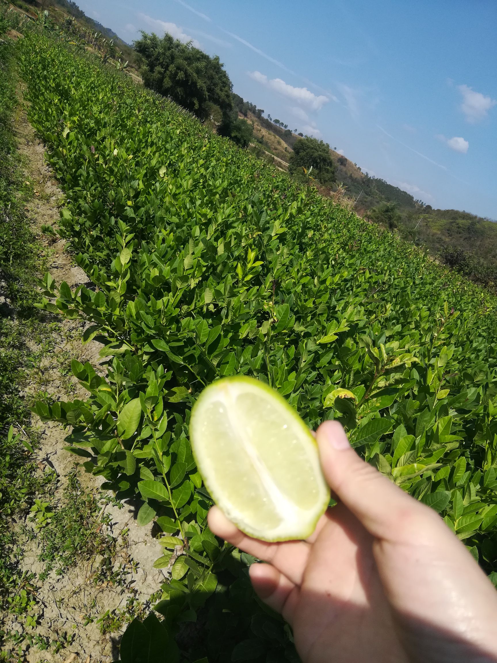 香水柠檬苗台湾香水柠檬嫁接苗挂果快