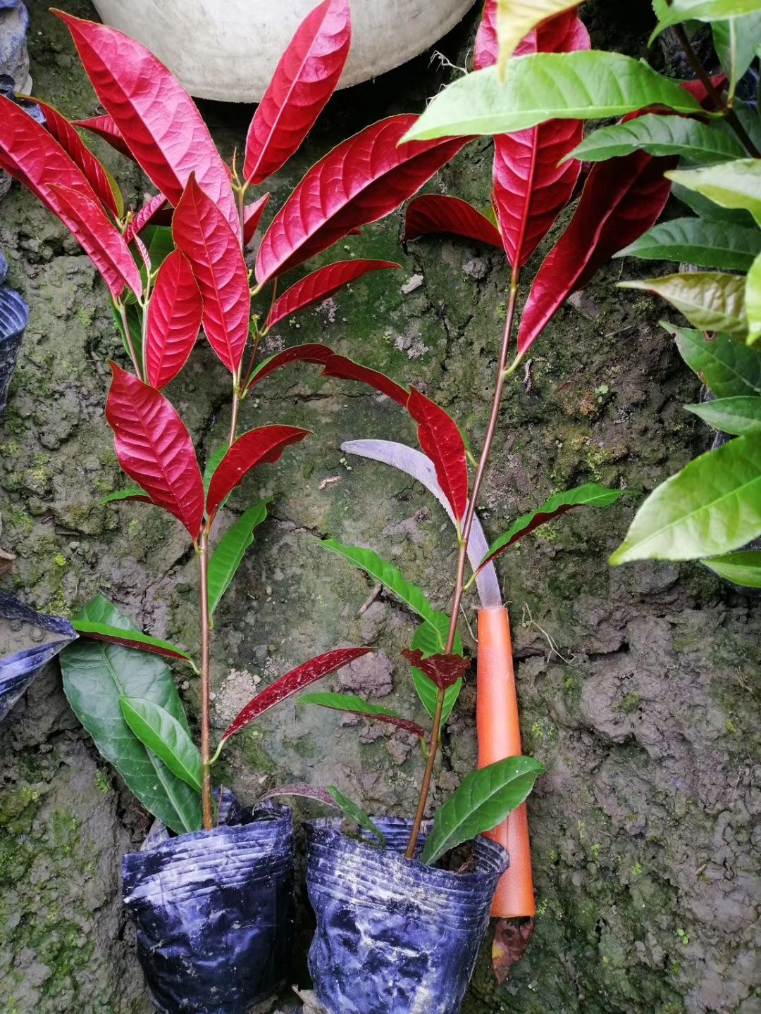 紫桂花树 红背桂,红紫木,四川红背桂基地出售,成都红背桂批发价格