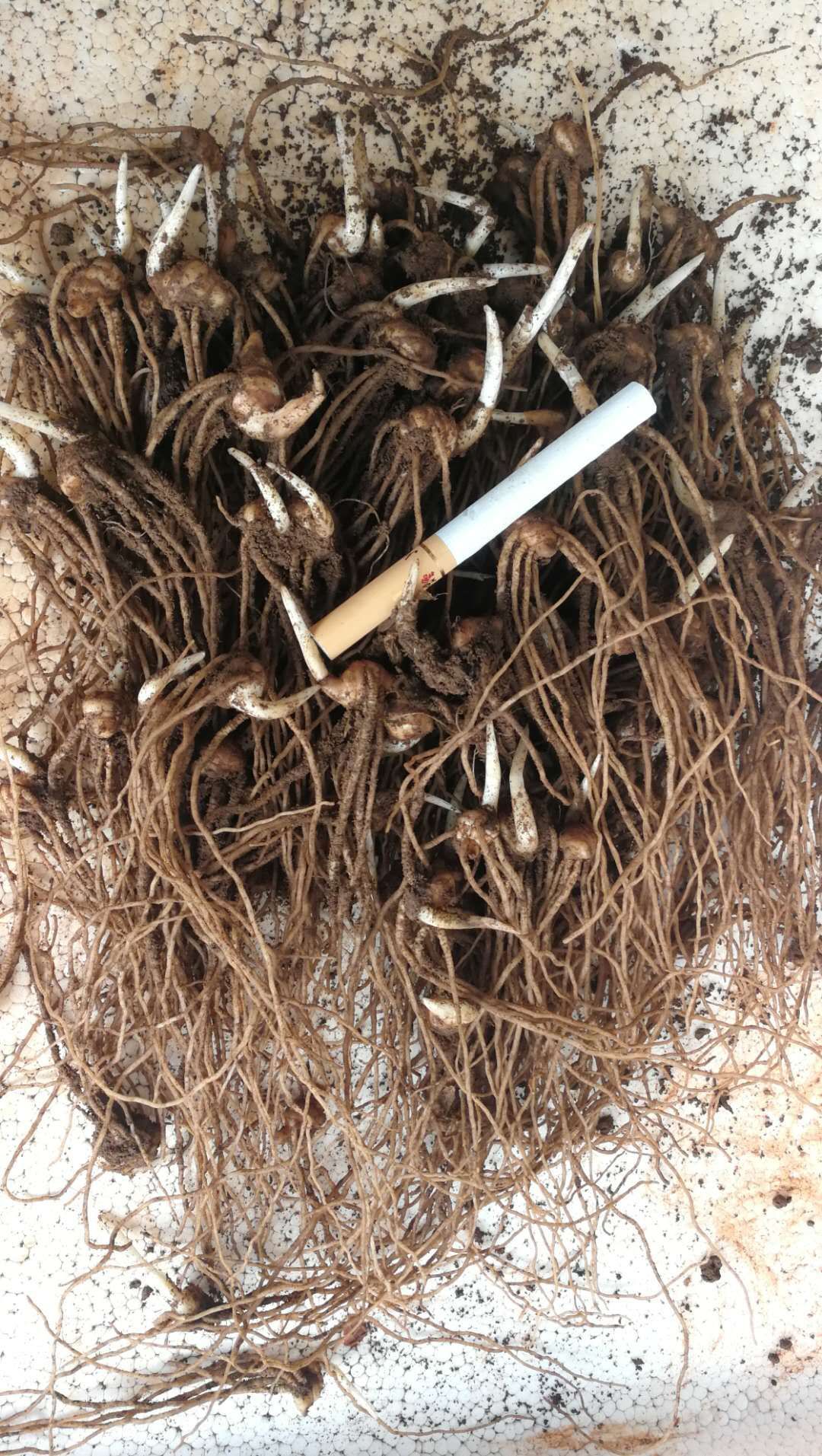 中药材,重楼苗,七叶一枝花苗
