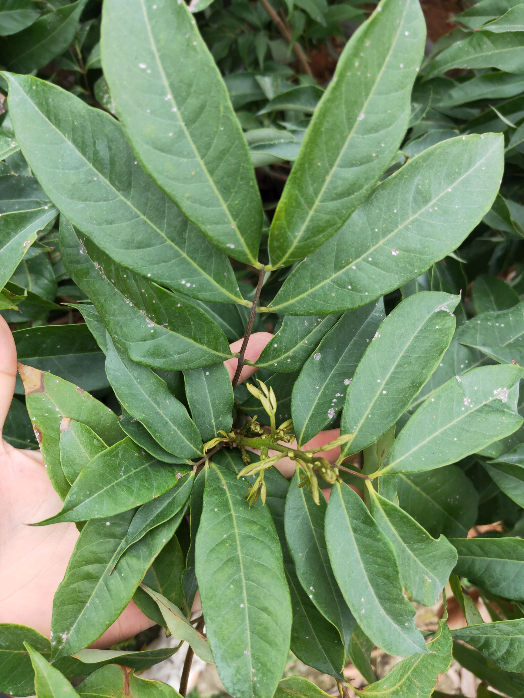 荔枝王桂味荔枝苗桂味荔枝是荔枝品种之一卖家包邮