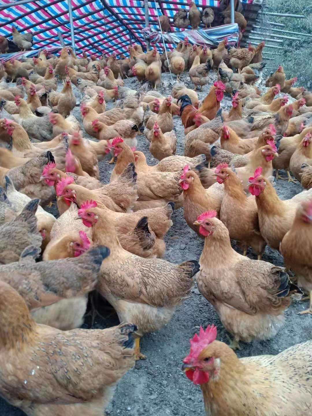 鸡  收藏 分享      鸡 肉鸡    发货地址:广西壮族自治区钦州市钦南