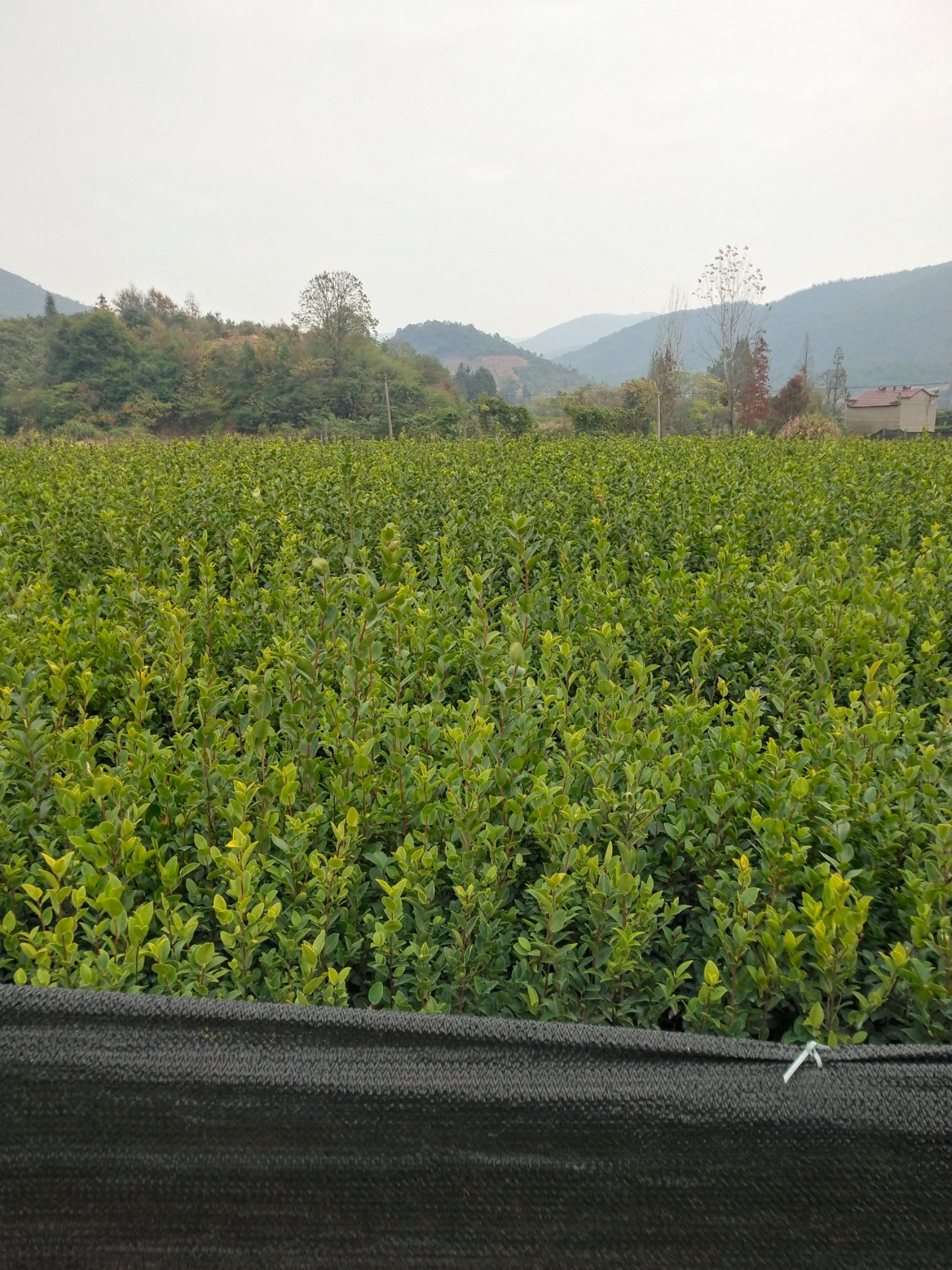 油茶树长林系列高产油茶苗