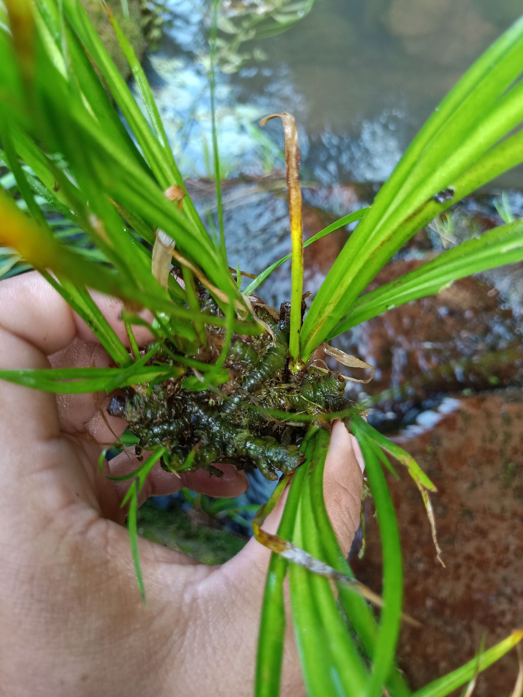 石菖蒲龙根菖蒲水培鱼缸龟池绿植假山造景